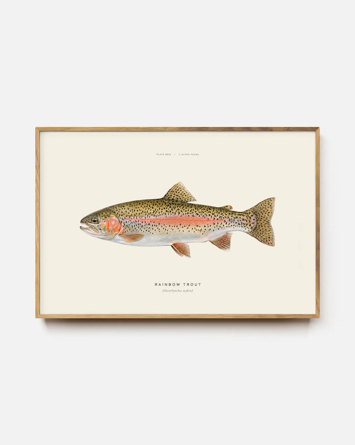 Rainbow Trout Art Print