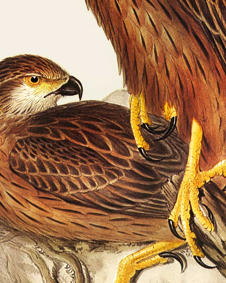 Red Goshawk Art Print