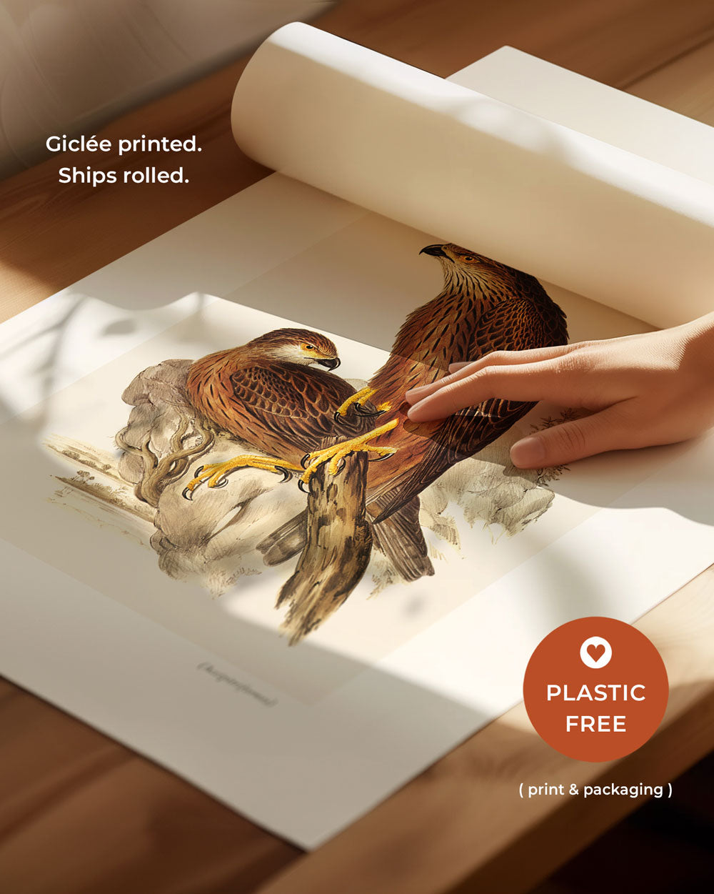 Red Goshawk Art Print