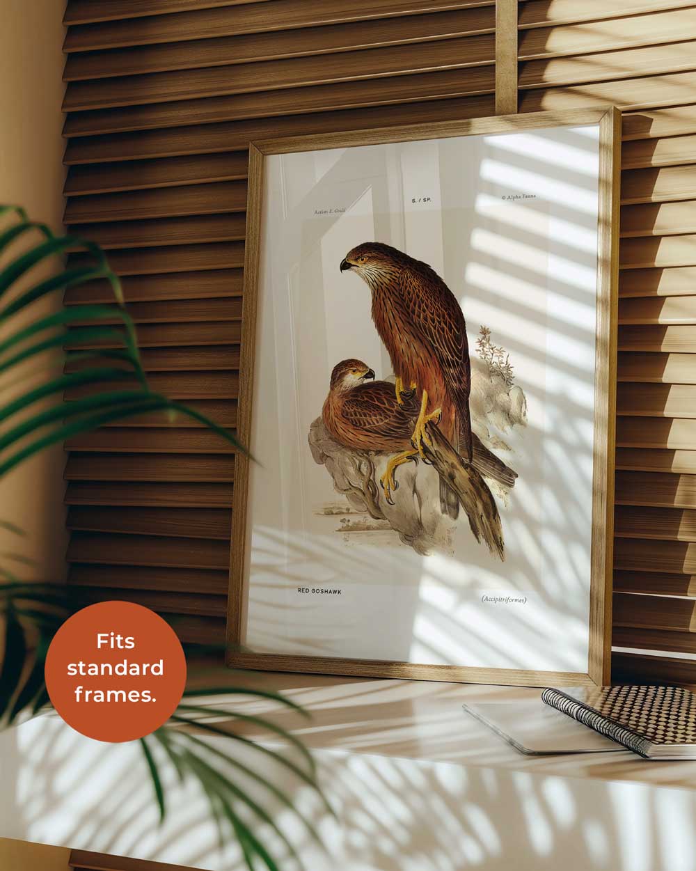 Red Goshawk Art Print