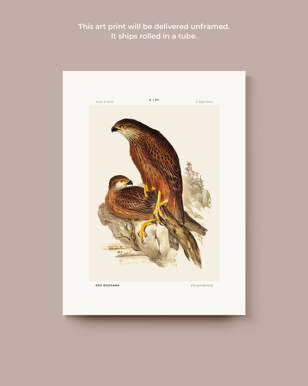 Red Goshawk Art Print