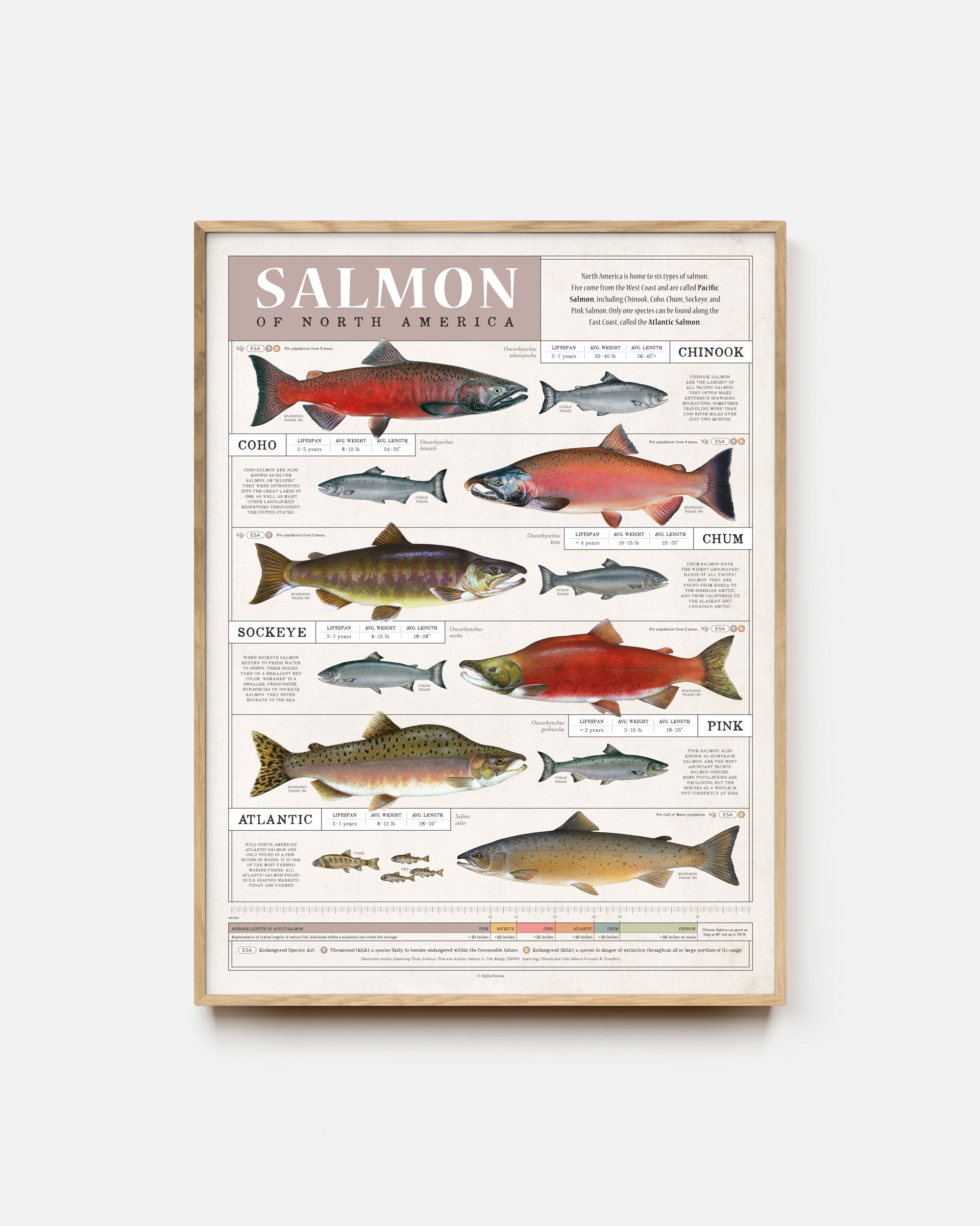 Salmon Of North America Art Print - Fish Wall Decor - Alpha Fauna