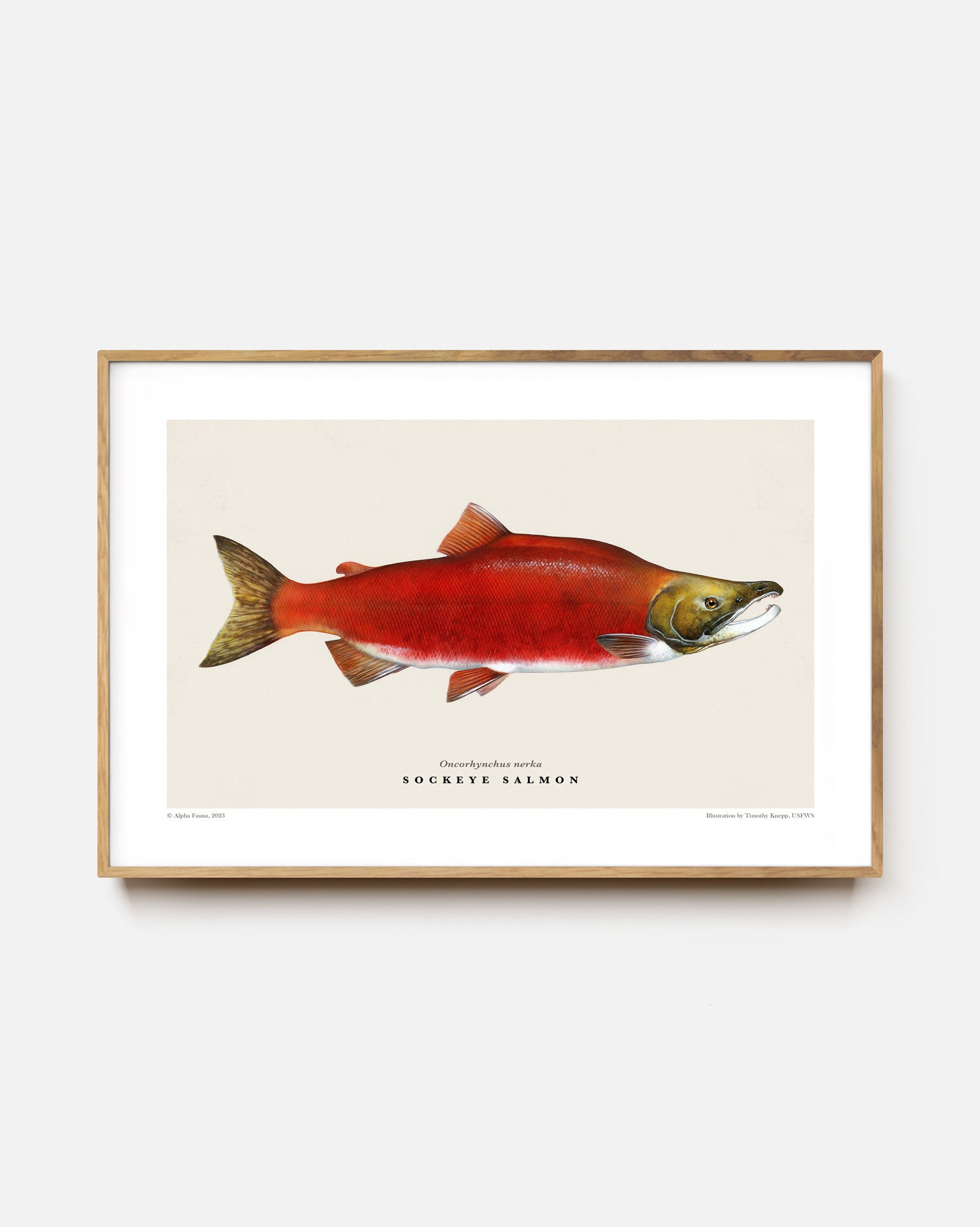 Sockeye Salmon Art Print