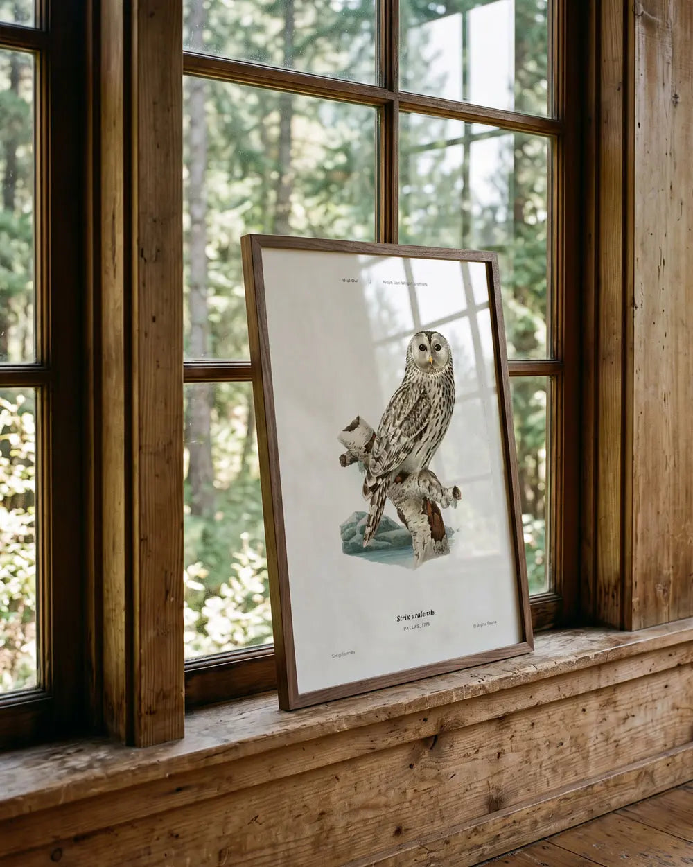 Ural Owl Art Print
