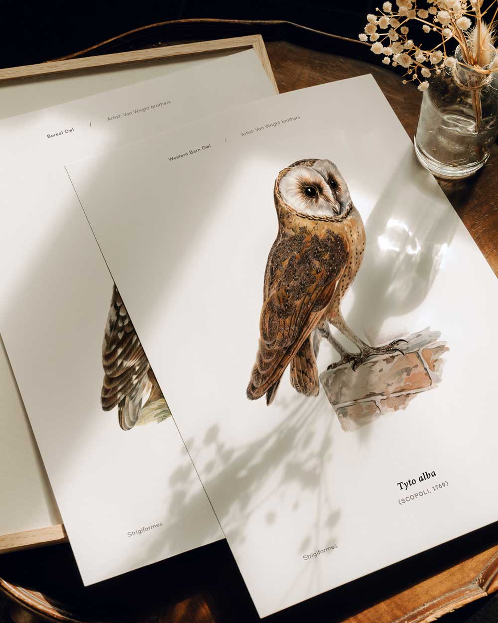 Western Barn Owl Art Print