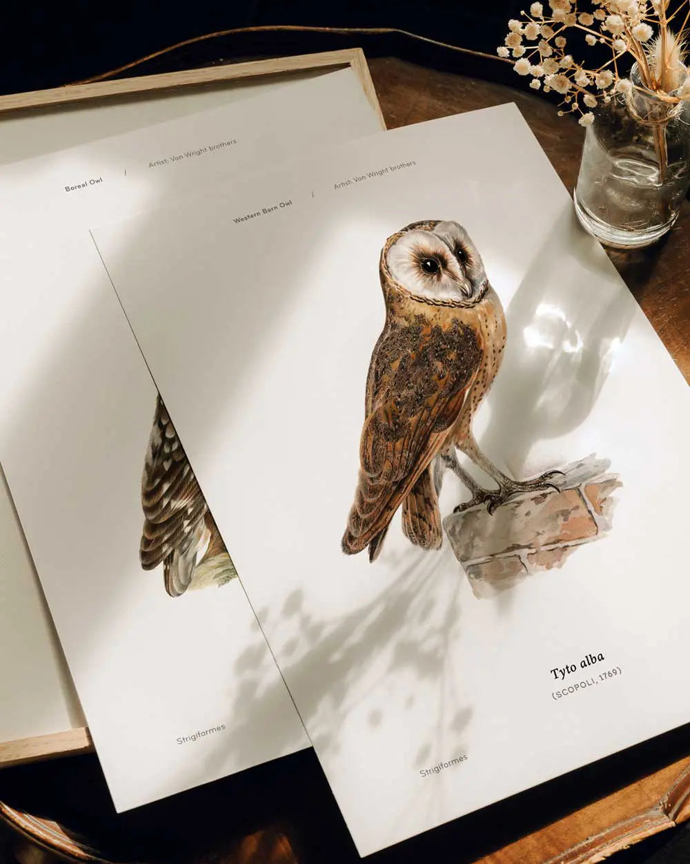 Western Barn Owl Art Print