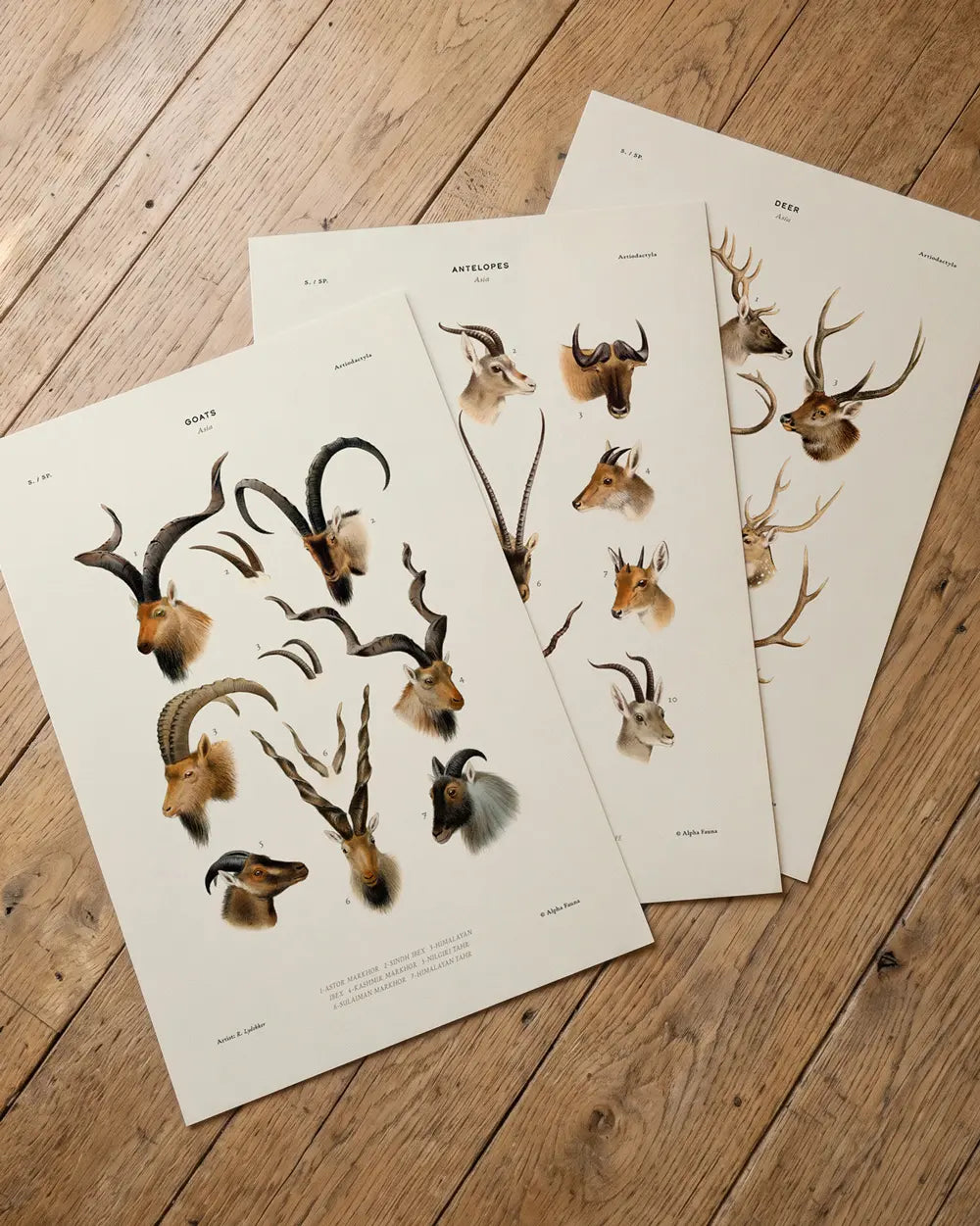Wild Grazers of Asia – Set of 3