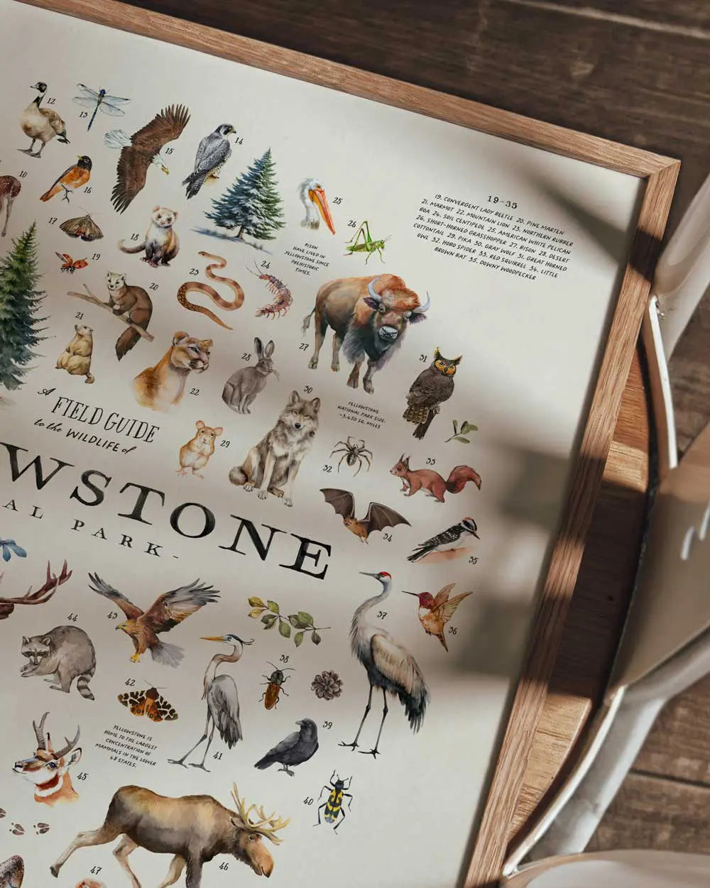 Wildlife of Yellowstone Art Print