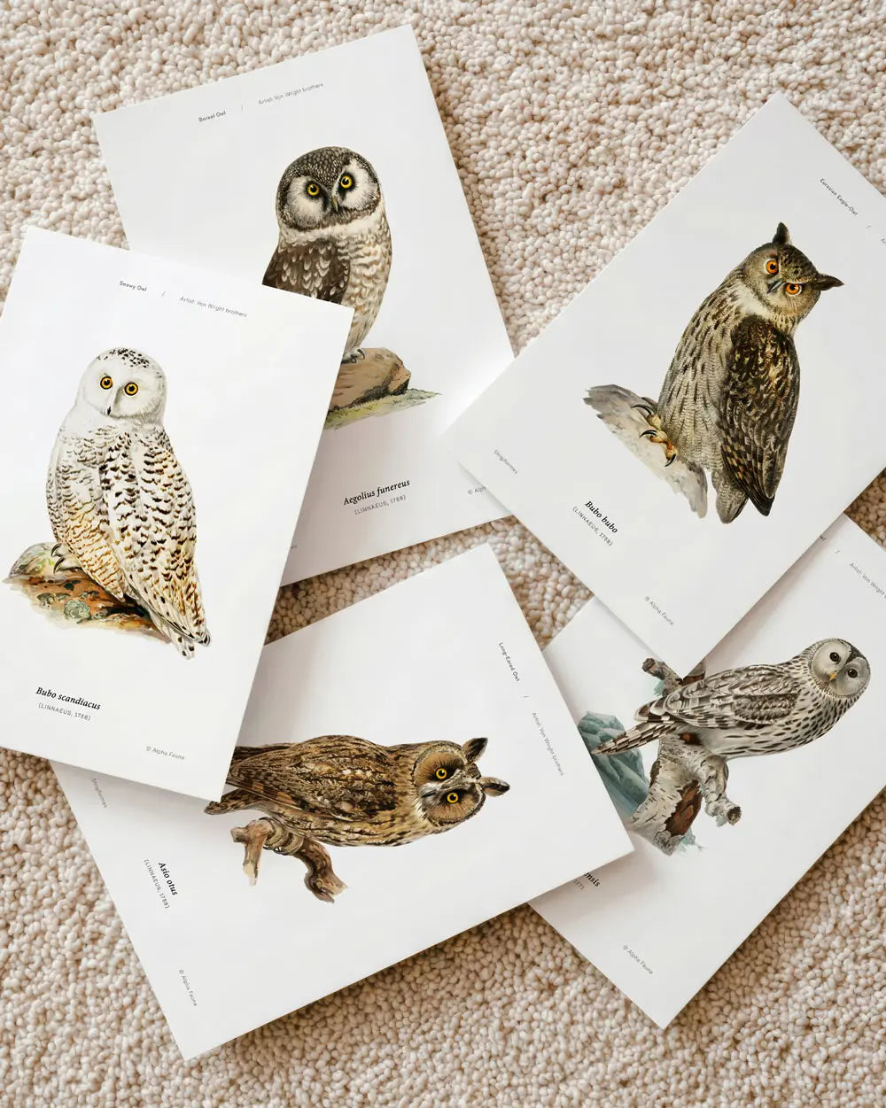 Owls of the North Set of Five Art Prints