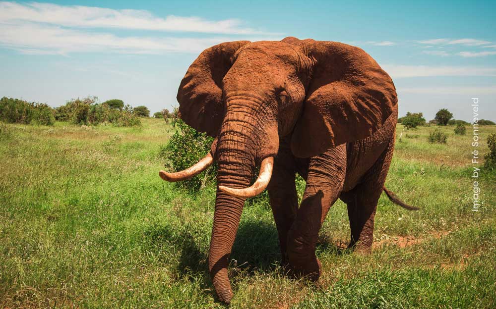 The fascinating world of elephants