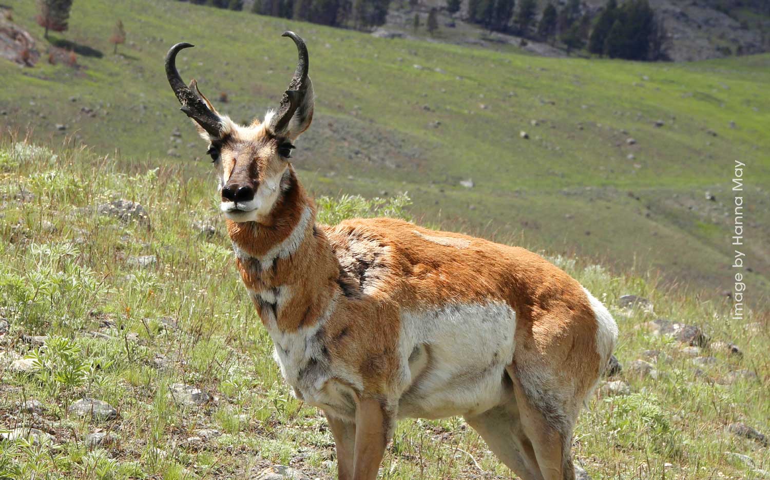 Wildlife of Yellowstone National Park