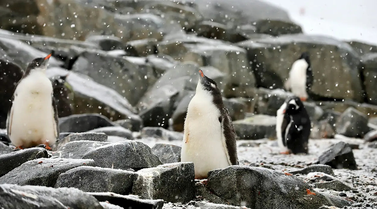 Polar Wildlife