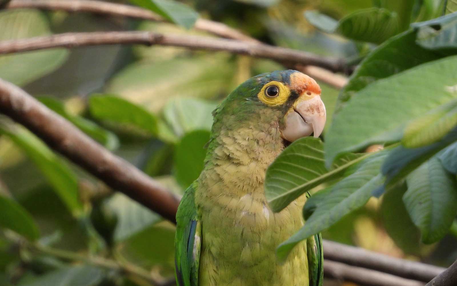 Parrots