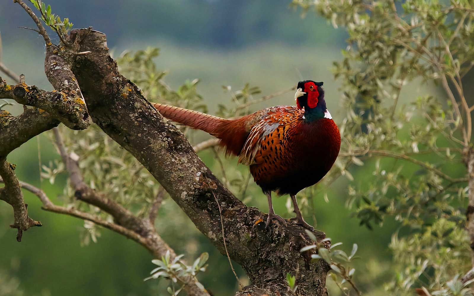 Landfowl