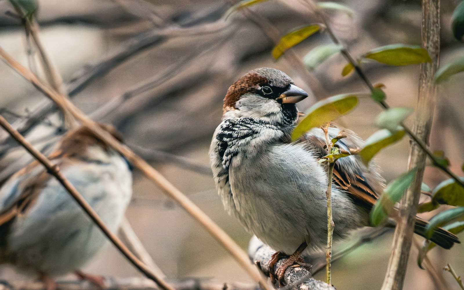 Passerines
