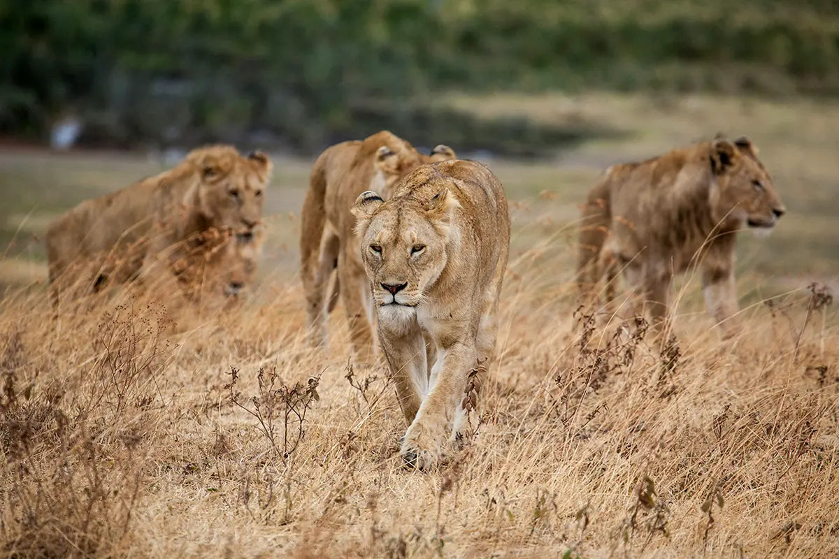 Wildlife of Africa