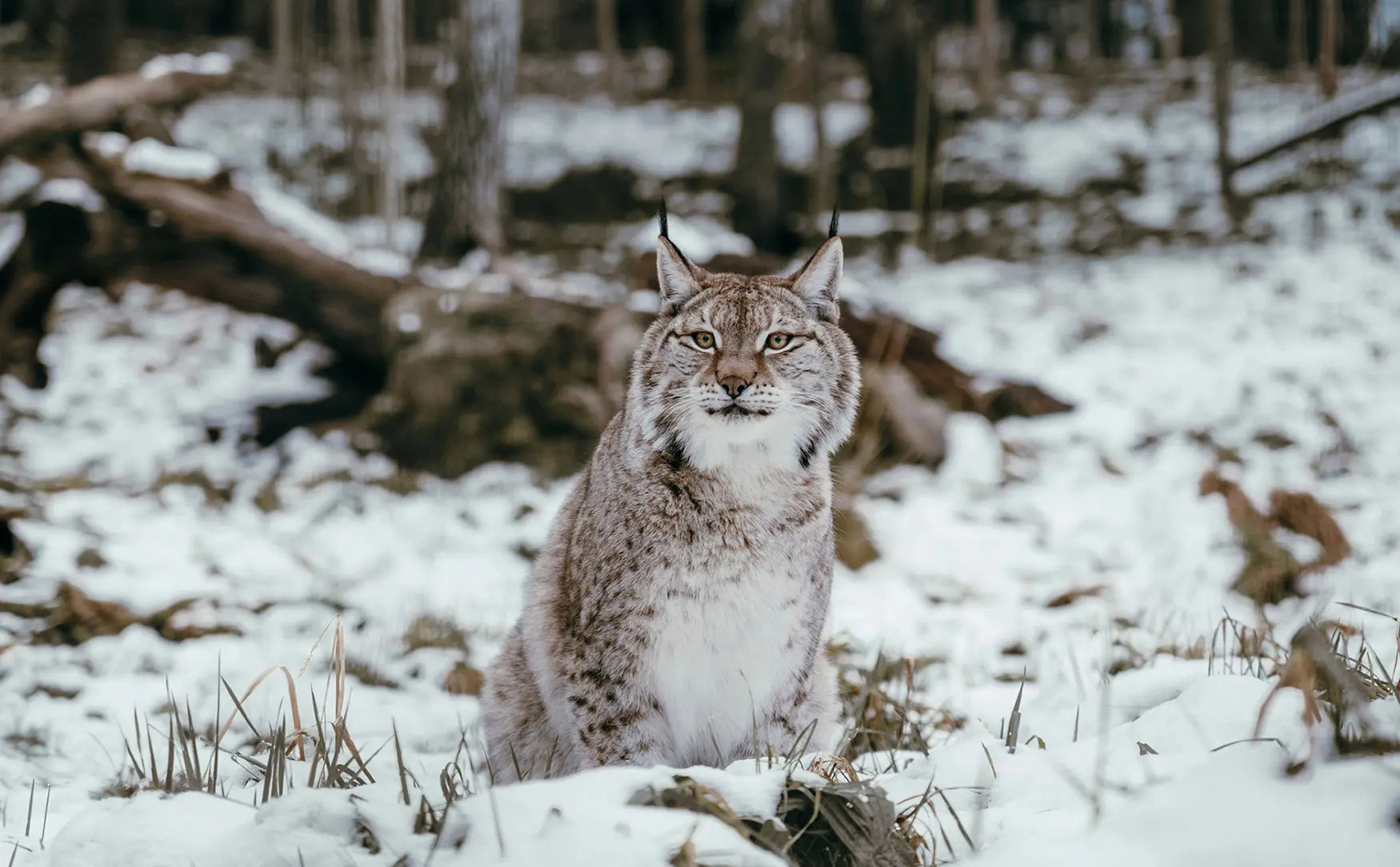 Wildlife of Europe