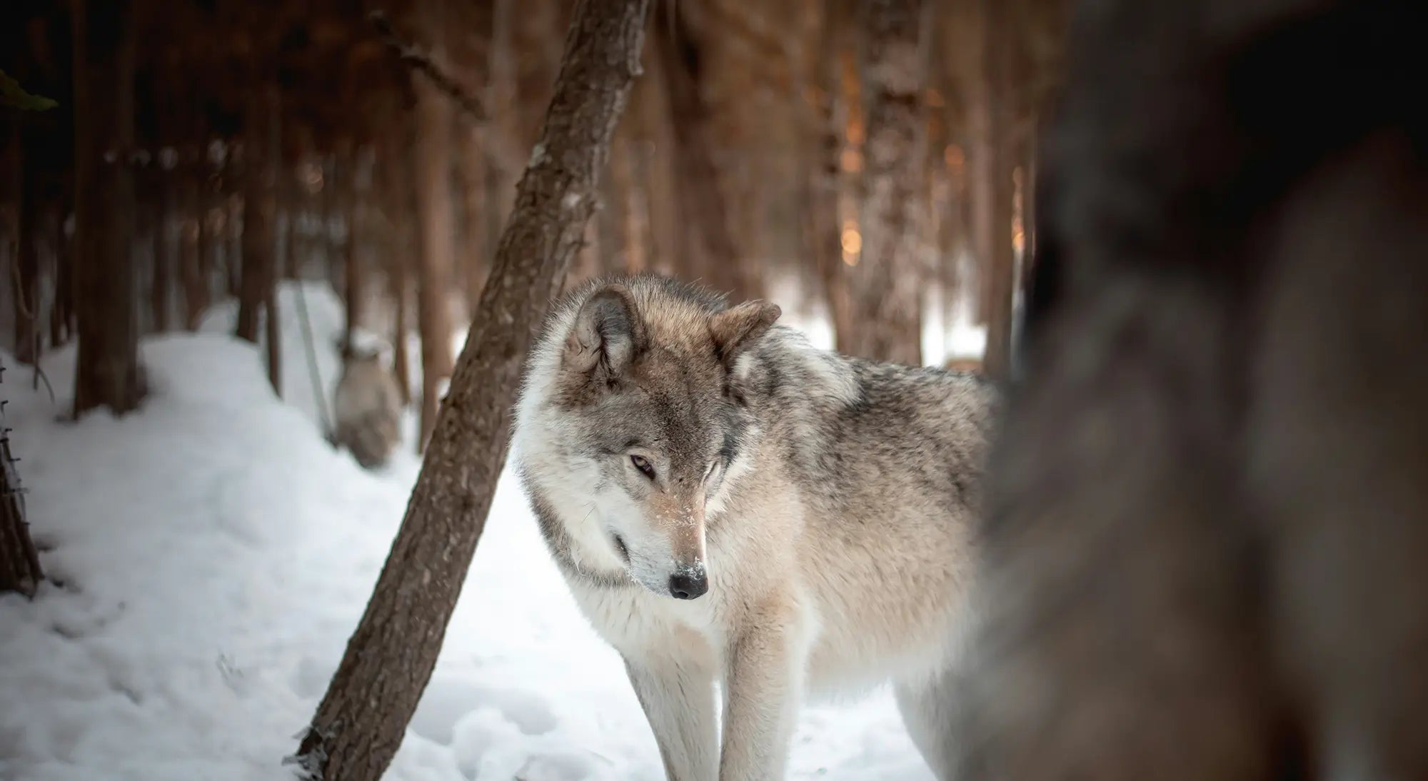 Wildlife of North America