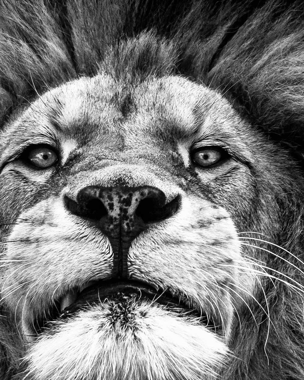 African Lion Art Print