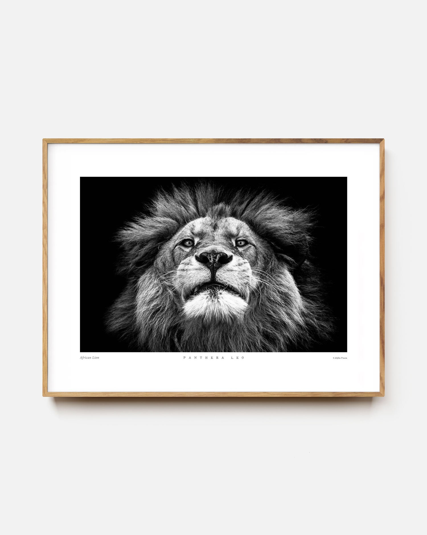 African Lion Art Print