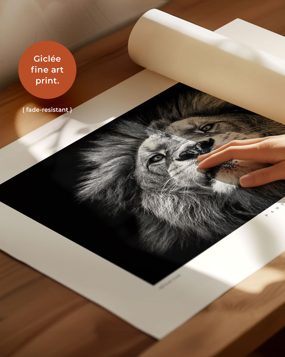 African Lion Art Print