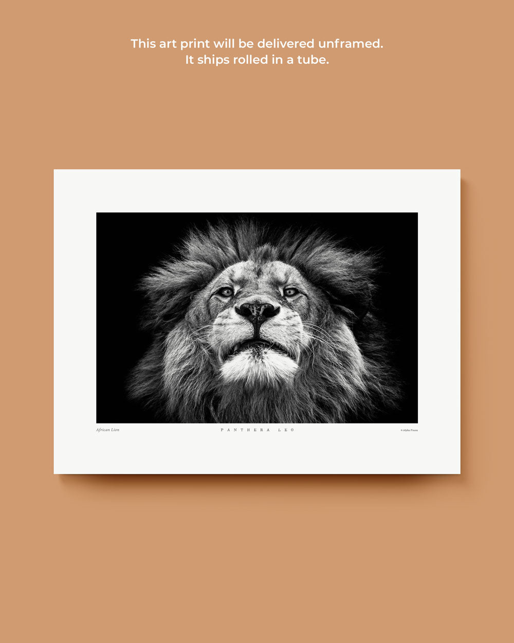 African Lion Art Print