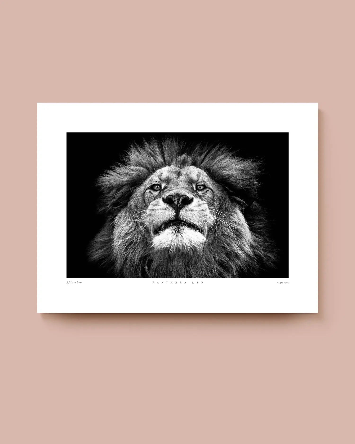 Framed black and white photo of a lion on a white background. * Unframed print