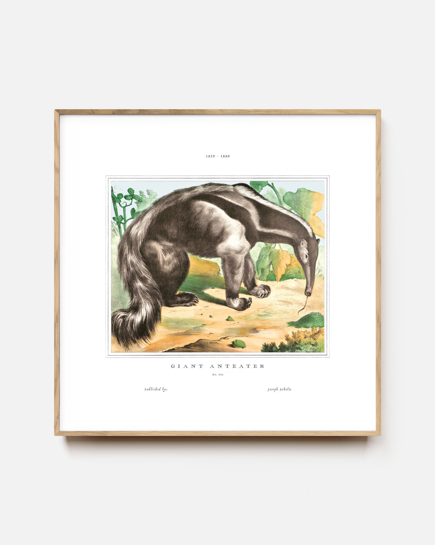 Giant Anteater Art Print