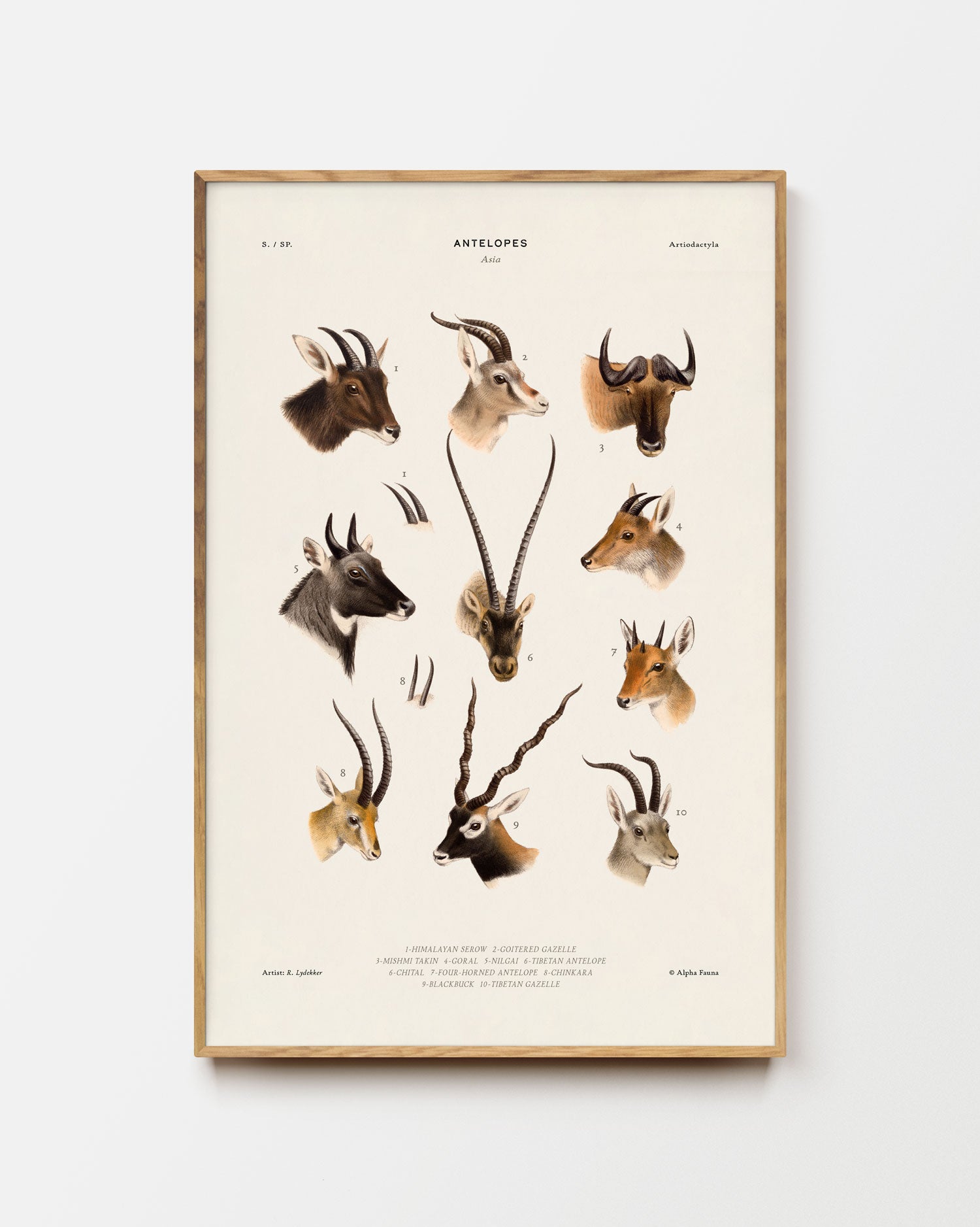Antelopes Of Asia Art Print