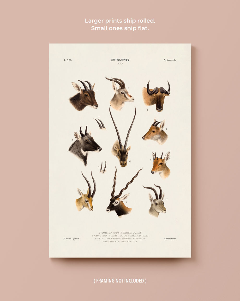 Antelopes Of Asia Art Print