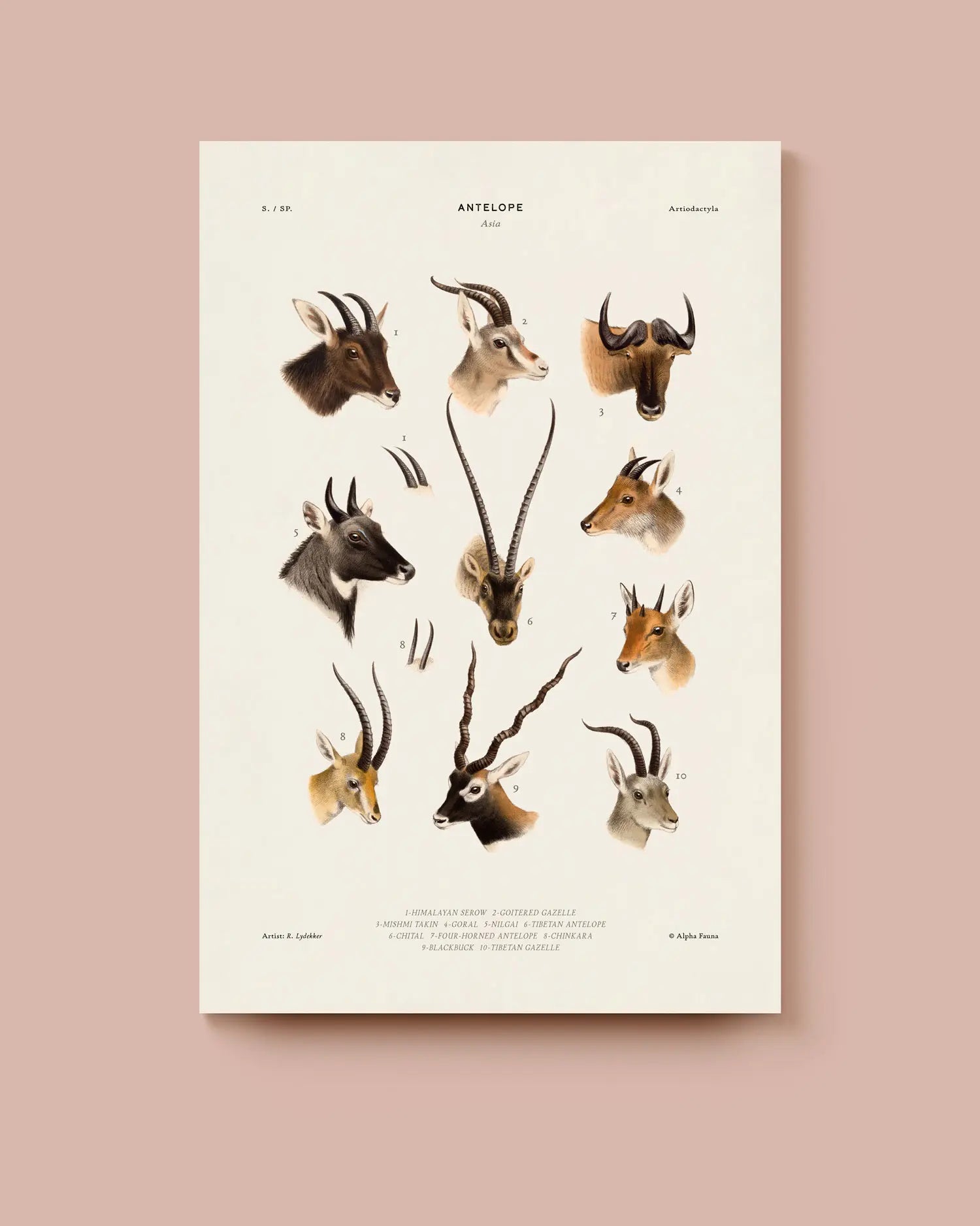 Poster of antelope heads with different species on a beige background. * Unframed print