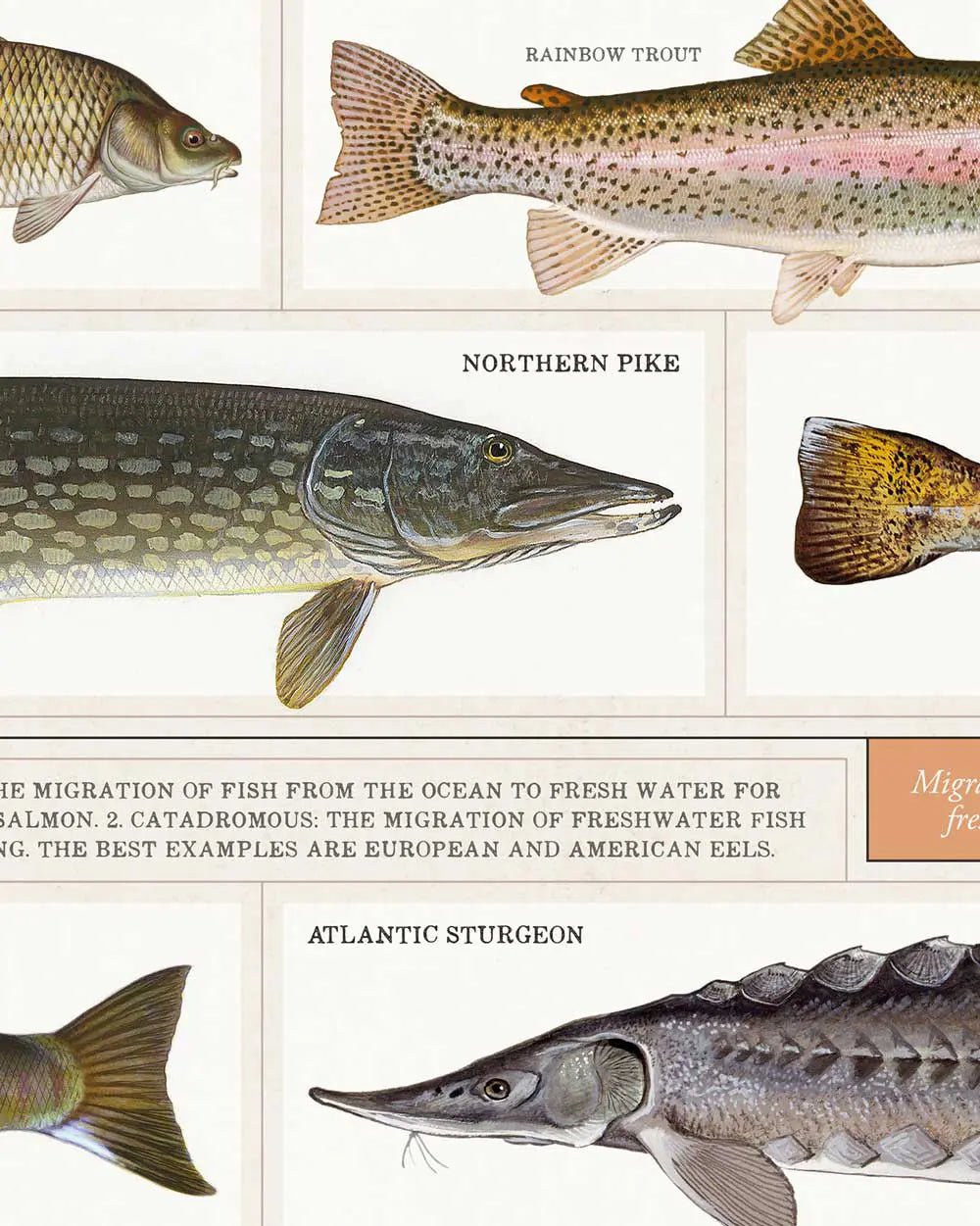 Aquatic Migrations Art Print