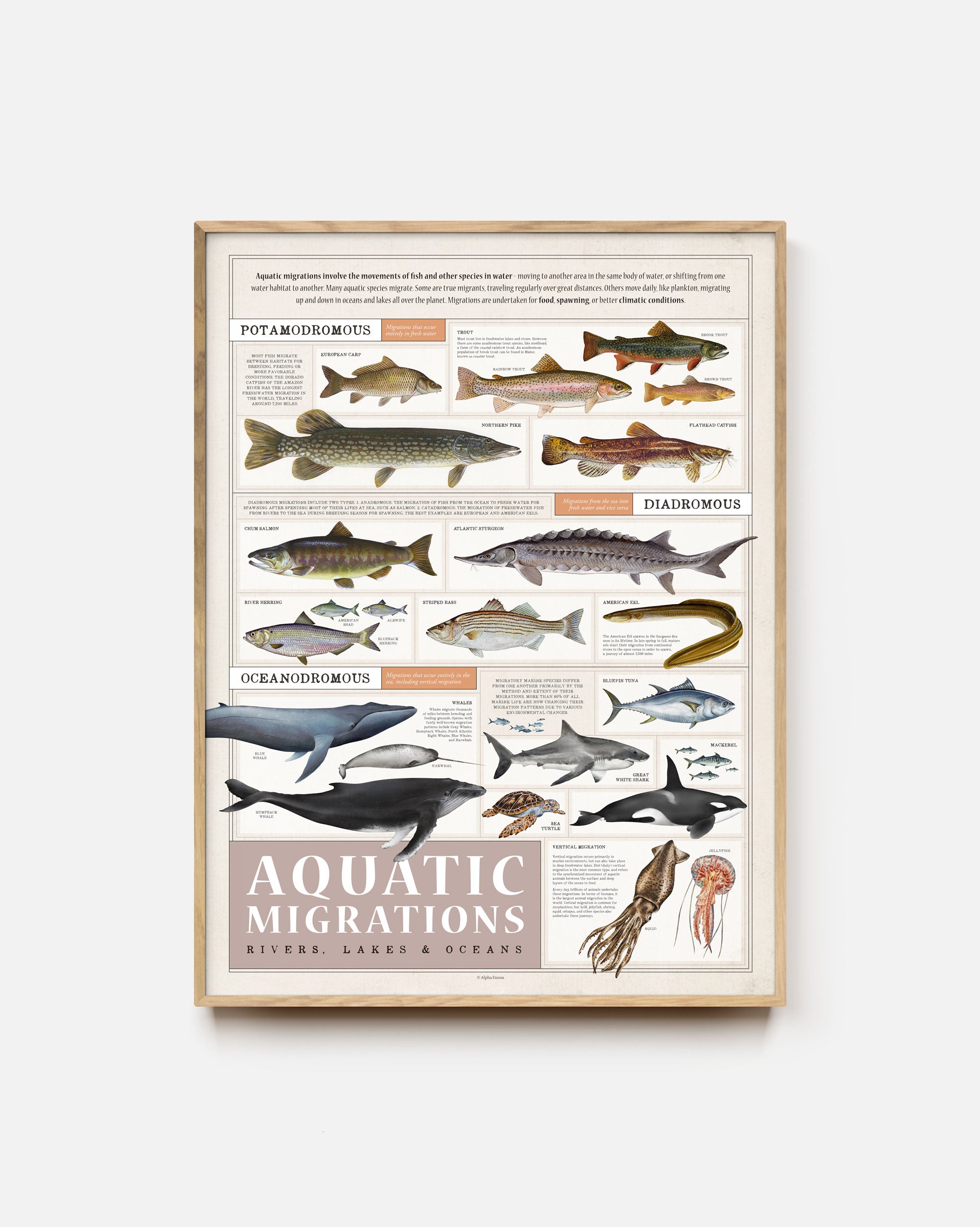 Aquatic Migrations Art Print