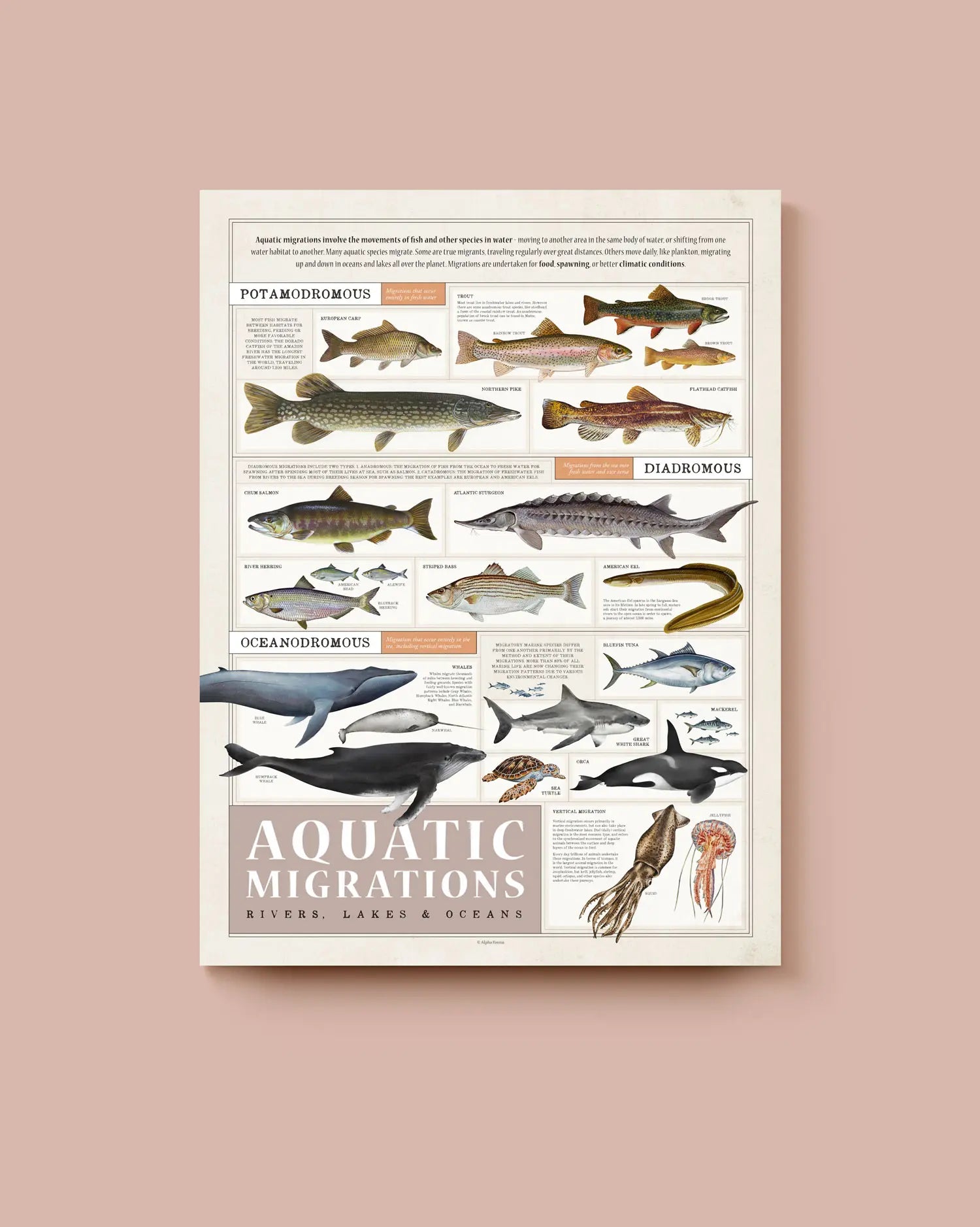 An educational art print about aquatic migrations with illustrations  of a wide variety of fish on a beige background. * Unframed print