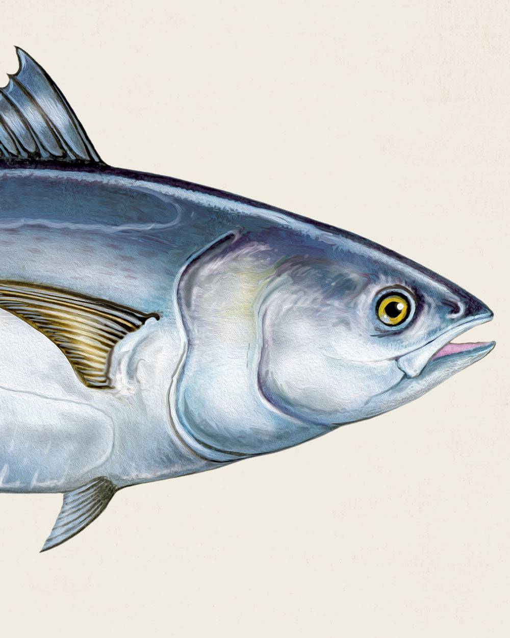 Atlantic Bluefin Tuna Art Print