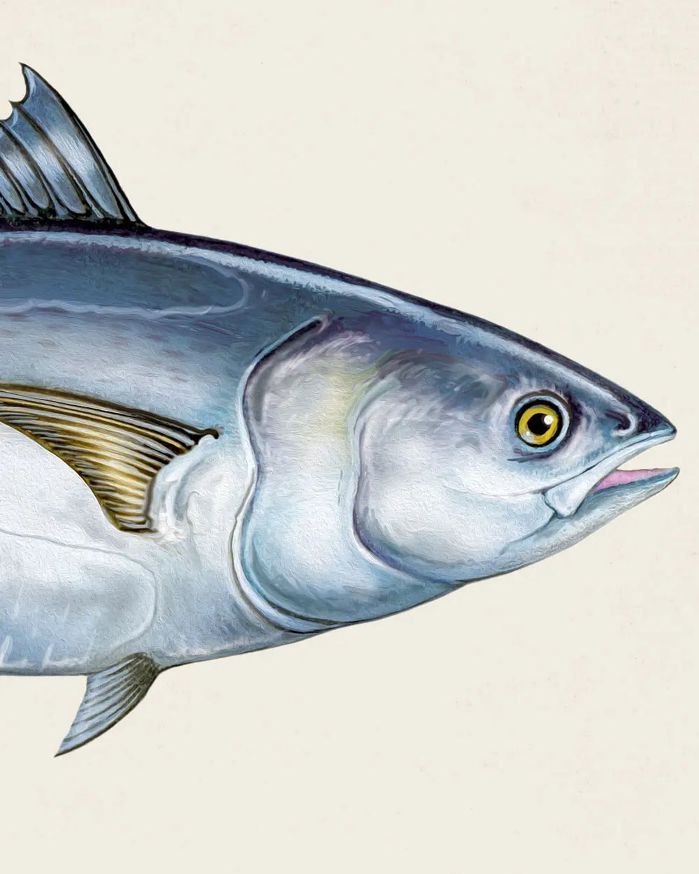 Atlantic Bluefin Tuna Art Print