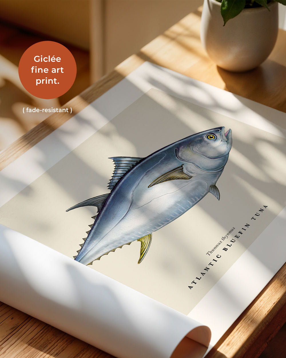 Atlantic Bluefin Tuna Art Print
