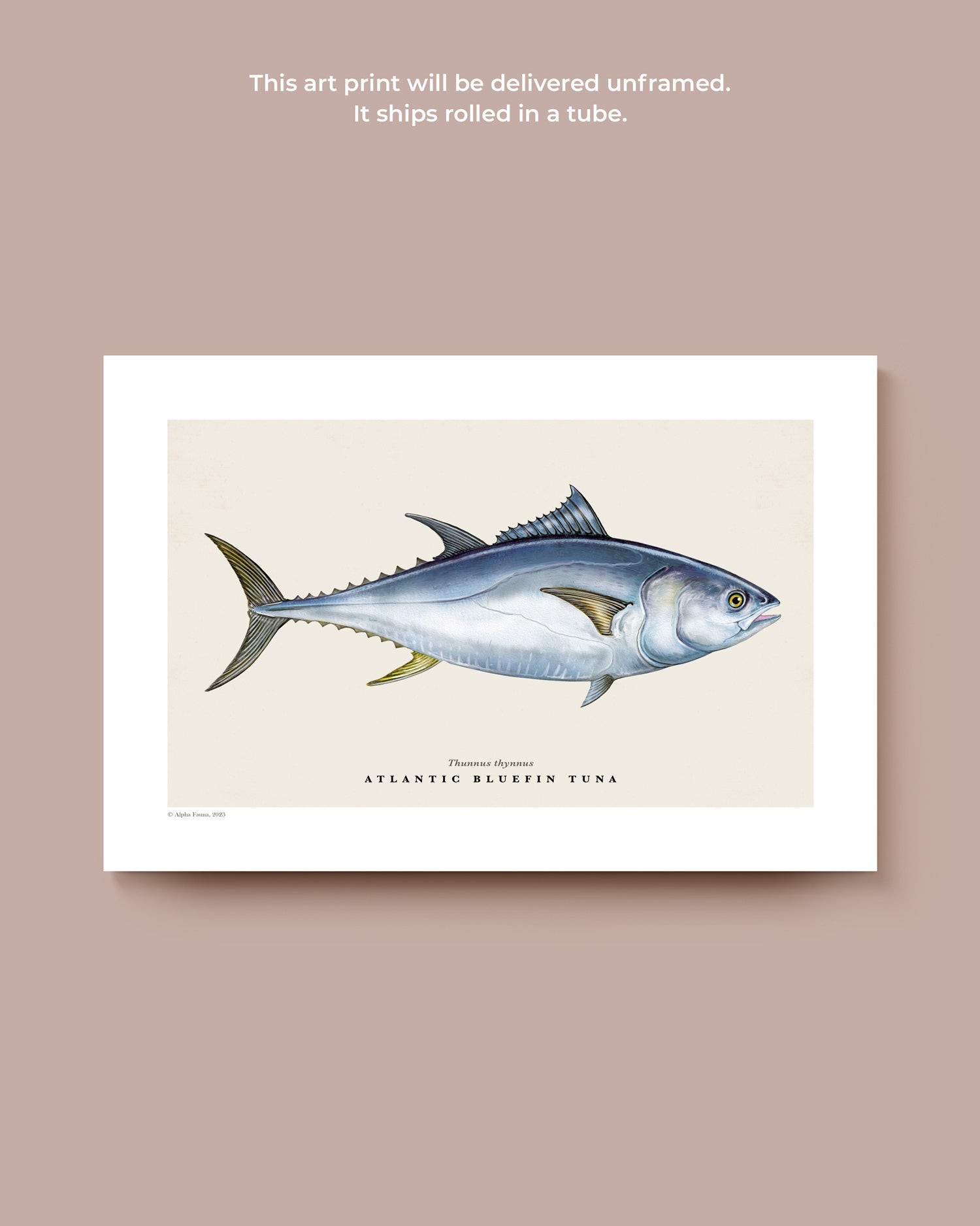 Atlantic Bluefin Tuna Art Print