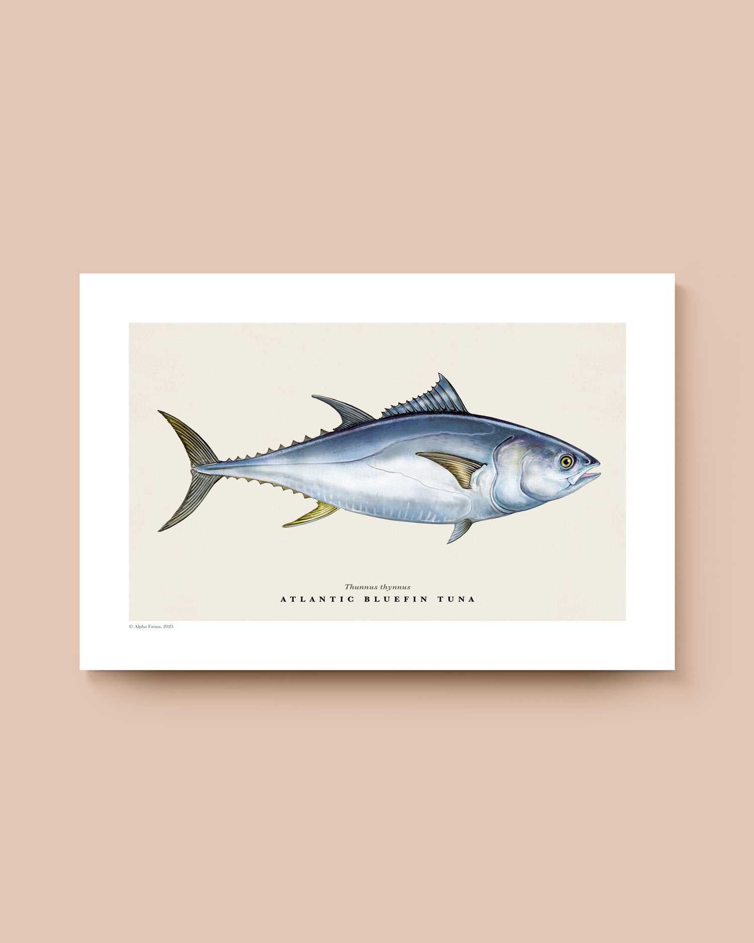 Atlantic Bluefin Tuna Art Print