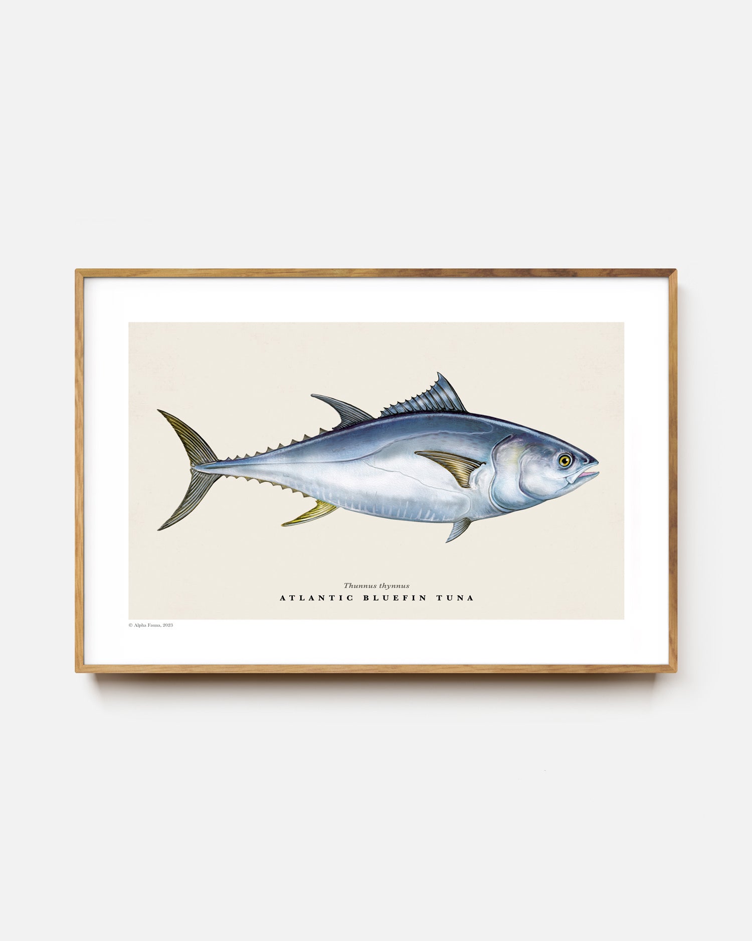 Atlantic Bluefin Tuna Art Print