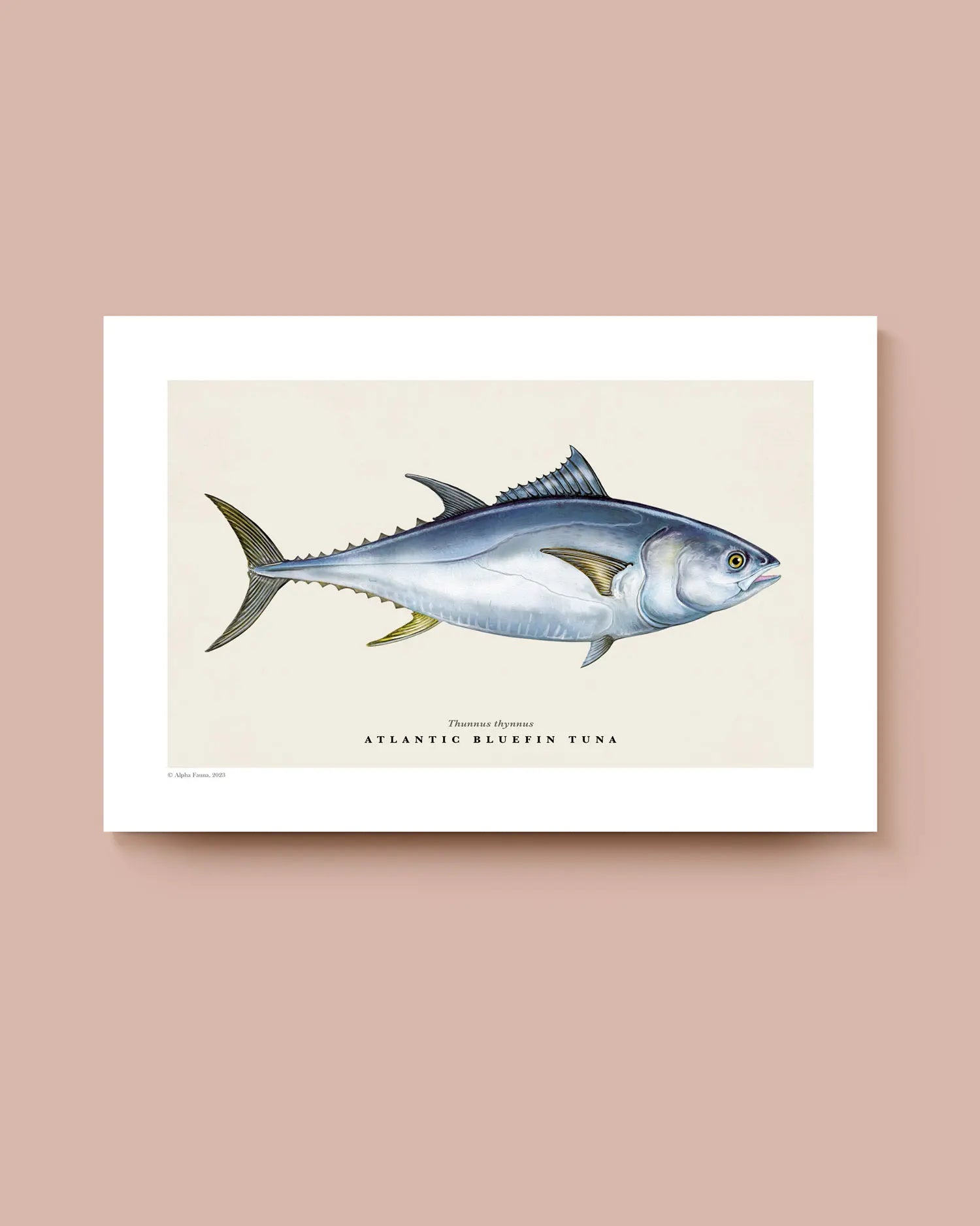 Art print of an Atlantic Bluefin Tuna on a beige background with a white border. * Unframed print