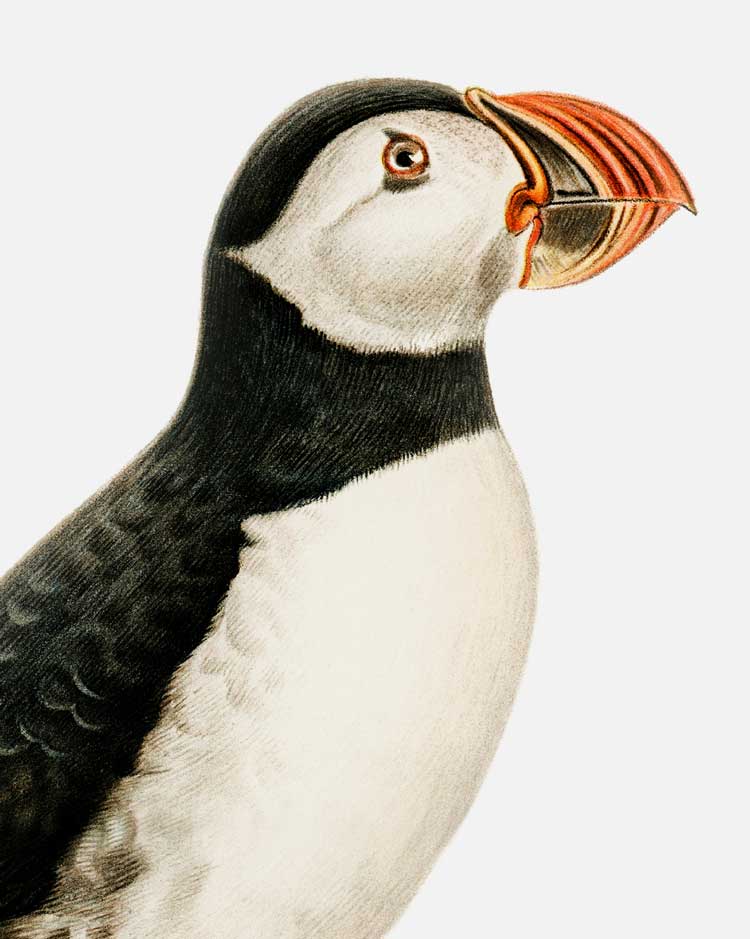 Atlantic Puffin Art Print