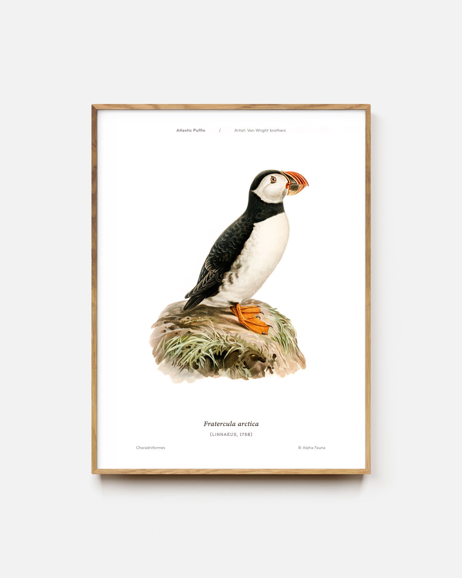 Atlantic Puffin Art Print