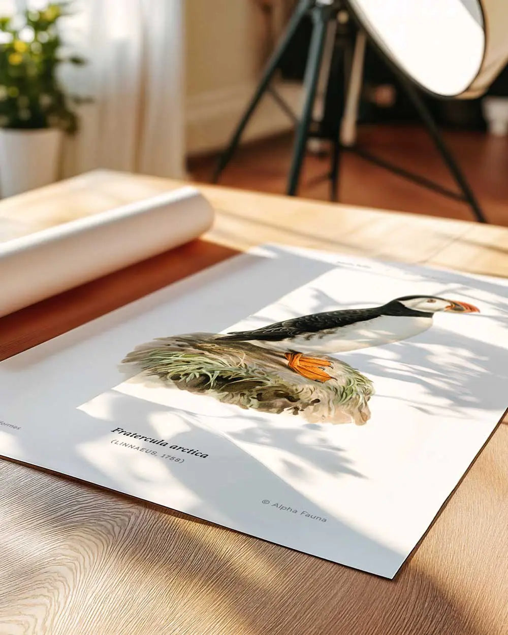 Atlantic Puffin Art Print