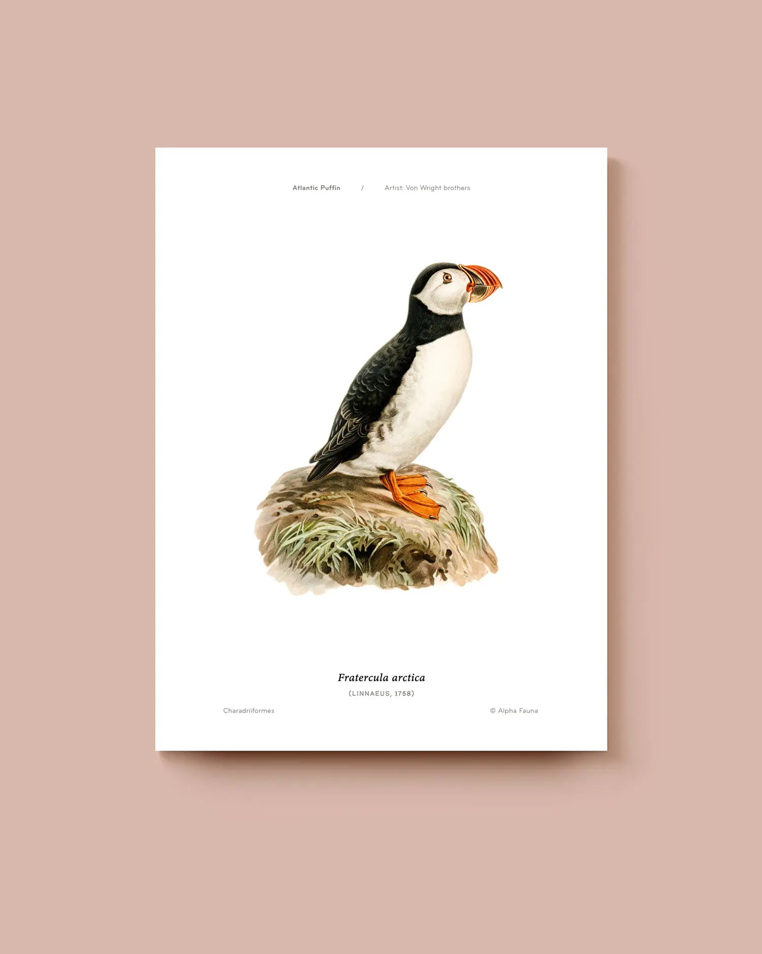 Poster of a puffin on a white background. * Unframed print