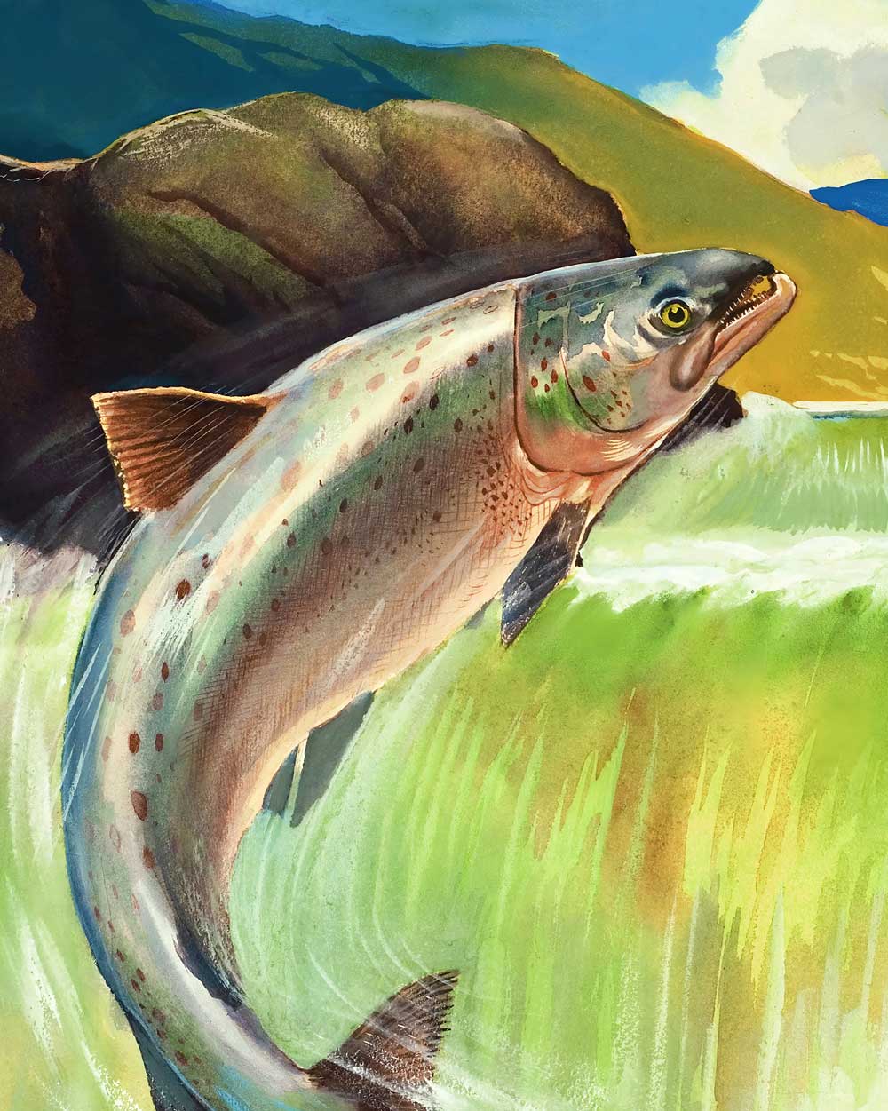 Atlantic Salmon Art Print