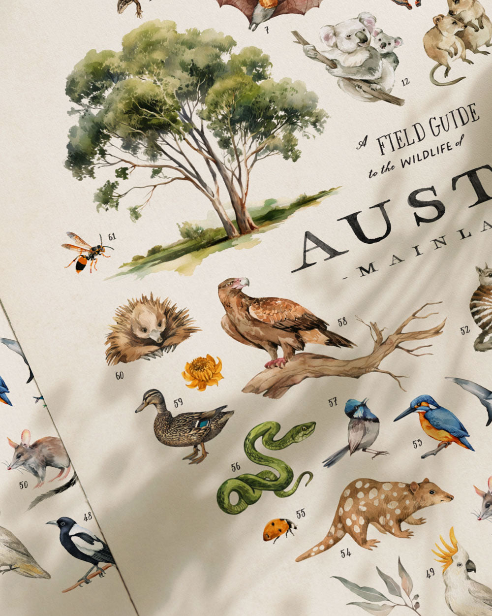 Wildlife Of Australia Art Print