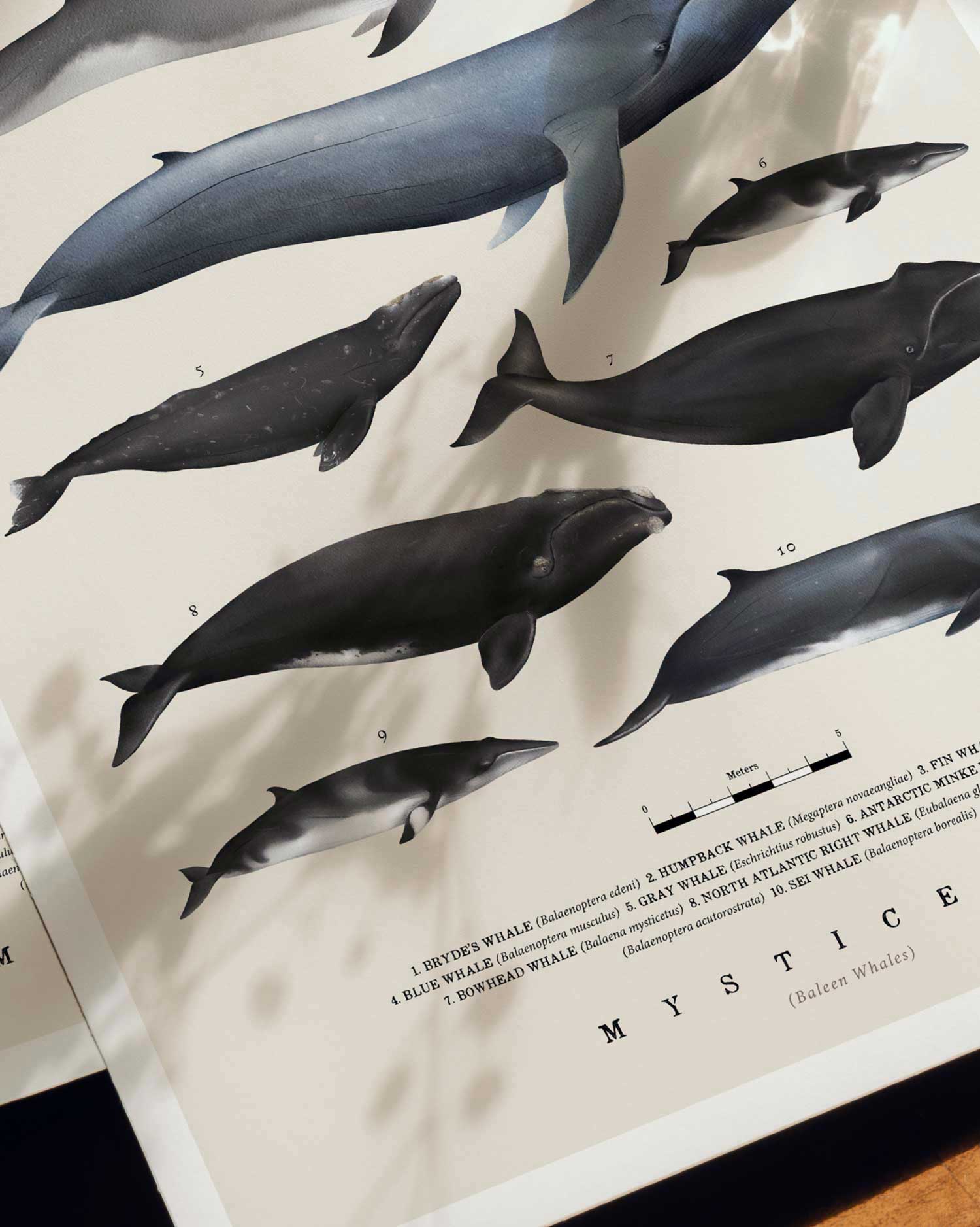 Baleen Whales Art Print