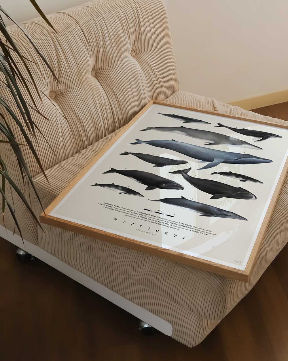 Baleen Whales Art Print