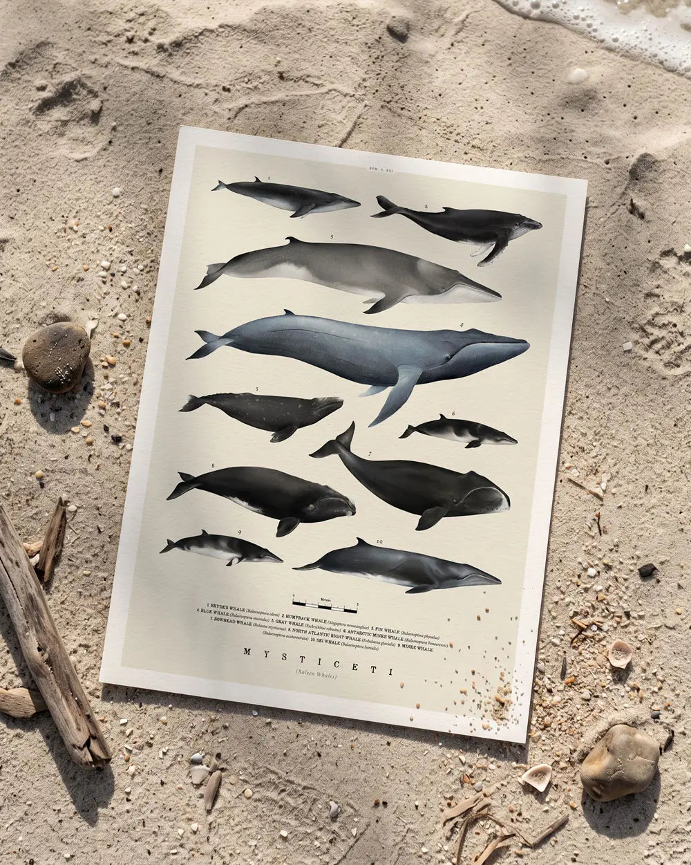Baleen Whales Art Print
